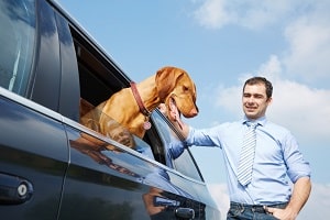 Möchten Hundebesitzer ihr Auto gewinnbringend verkaufen, ist eine Ozonbehandlung anzuraten.