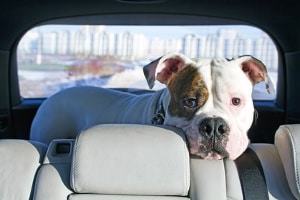 Beim Fahrzeug ist die Innenaufbereitung besonders wichtig, wenn Sie Tiere transportieren.