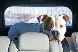 Gerüche neutralisieren im Auto: Vor allem für Hundebesitzer von Bedeutung.