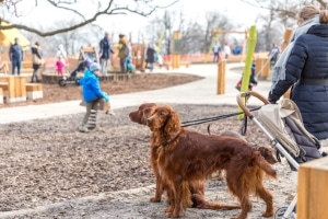 Sie haften für Schäden, die Ihr Tier jemandem zufügt. Die Haftpflichtversicherung für den Hund sichert Sie ab.