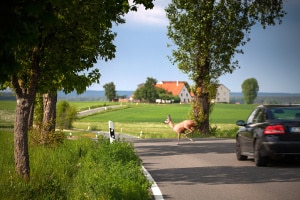 Ein Wildschaden wird von der Teilkasko in aller Regel übernommen.